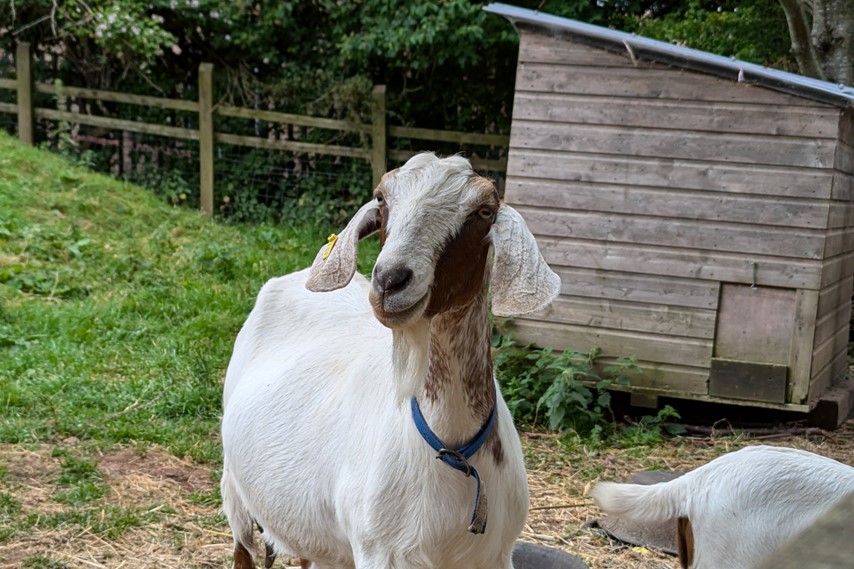 Goat at Windmill Hill City Farm